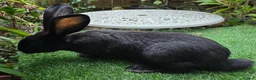 Continental Giant rabbits for sale: PURE BRED Continental Giant Baby Bucks  VACCINATED - Advert 4