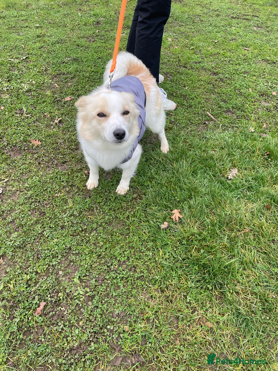 German Spitz dogs for adoption: Rescued Spitz Lola Looking For Her New Home - Advert 15