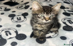 Bengal cats for sale: bengal x ragdoll kittens  - Image 9