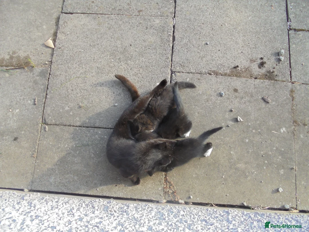 Mixed Breed cats for sale: Black/white kittens want new home - Advert 4