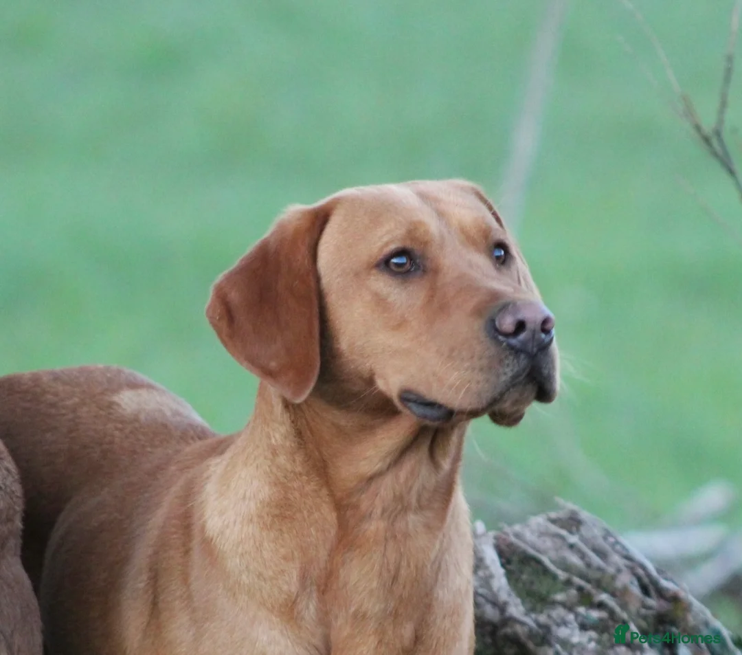 Labrador Retriever dogs for stud: Extensively Health Tested  Fox Red Labrador Stud in Totnes - Advert 2