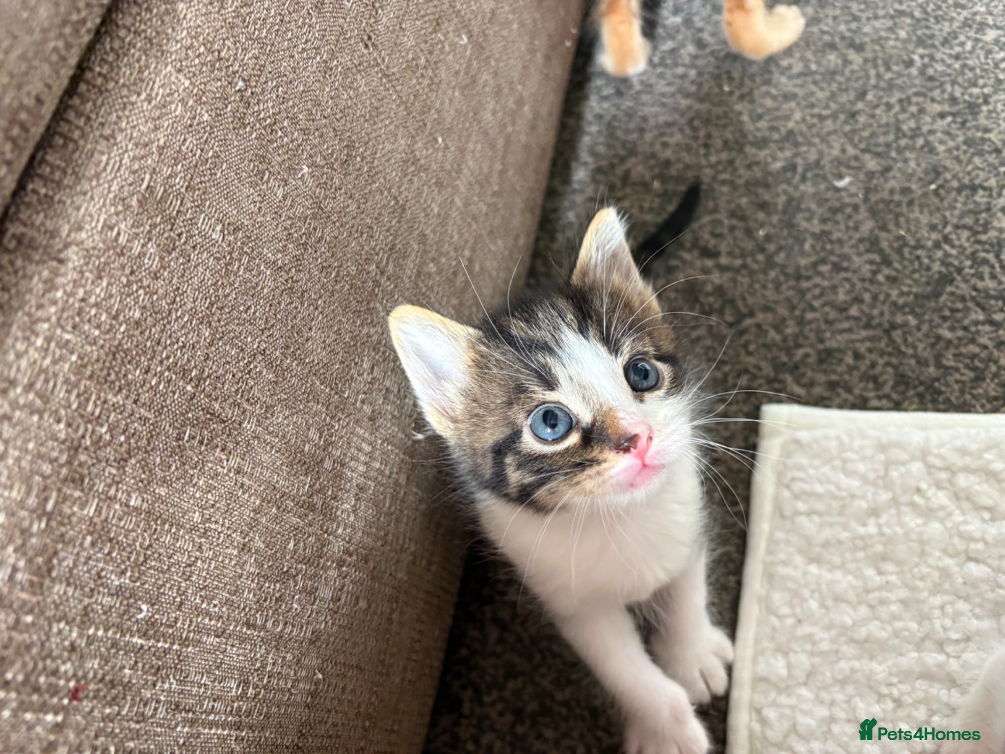 Mixed Breed cats 3 adorable kittens for sale  - Advert 6