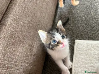 Mixed Breed cats 3 adorable kittens for sale - Advert 4