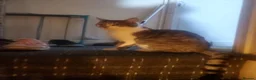 Mixed Breed cats for sale: Theo and sula  - Advert 3
