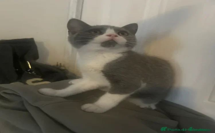 Scottish Fold cats in Colchester - Advert 12