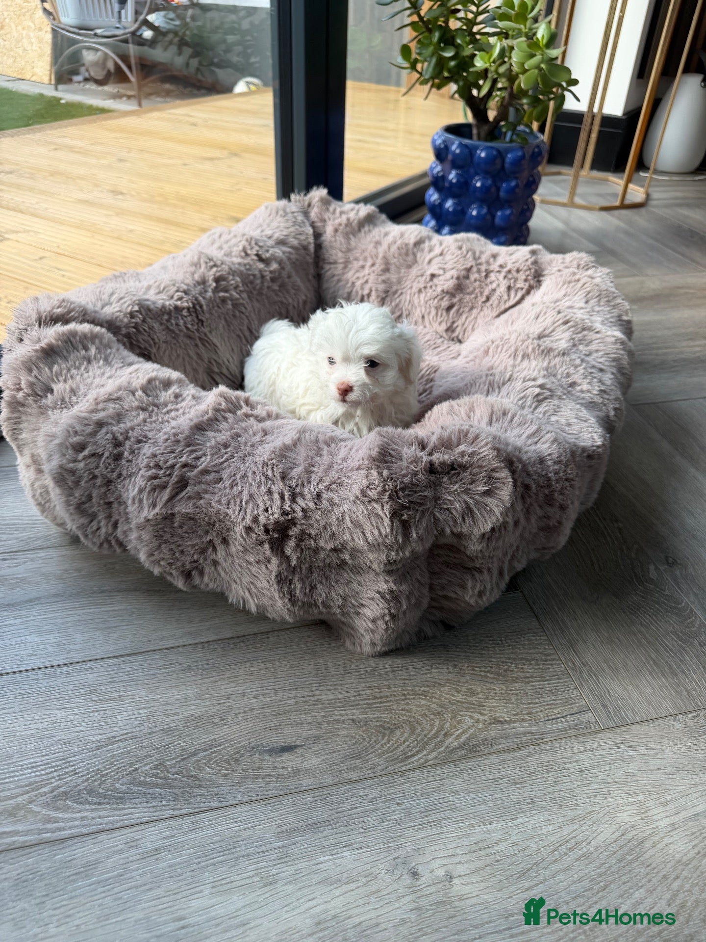 Maltipoo dogs 🐾✨ ADORABLE MALTIPOO PUPPIES 🐾✨ - Advert 1