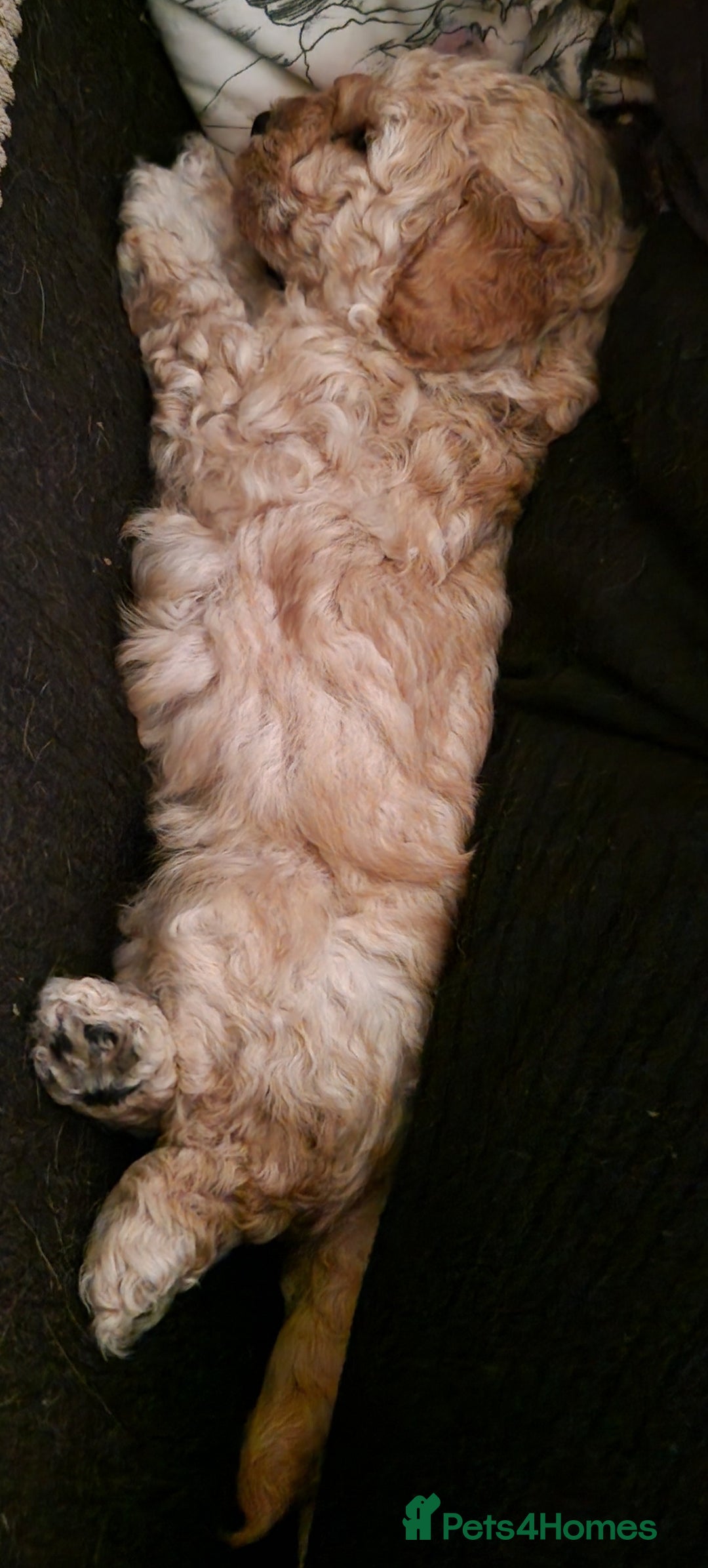 Poochon dogs for sale: Beautiful Poochon Puppies - Image 20