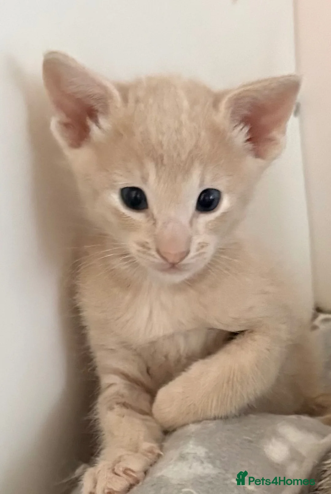 Siamese cats for sale: Adorable GCCF reg Siamese and Oriental kittens - Advert 1