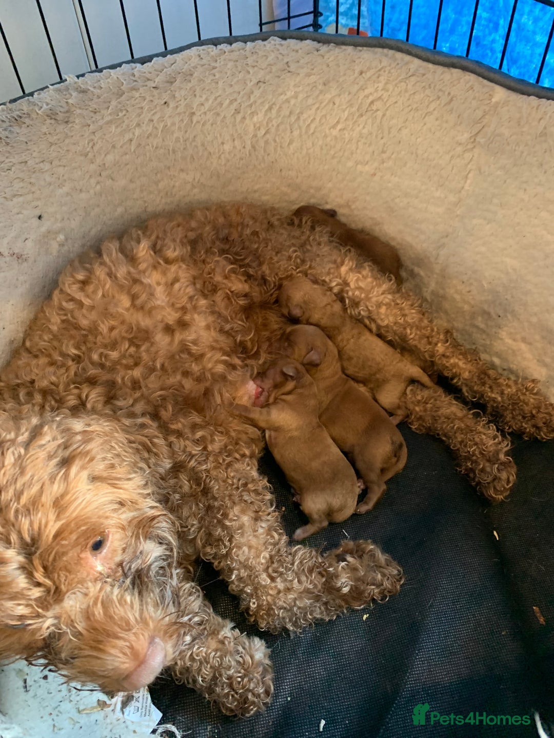 Cavapoo dogs for sale: Cavapoo Puppies For Sale  - Advert 2