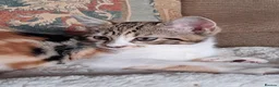 Domestic Shorthair cats for sale: Beautiful tri-colour calico tabby girl in Harlow - Advert 8