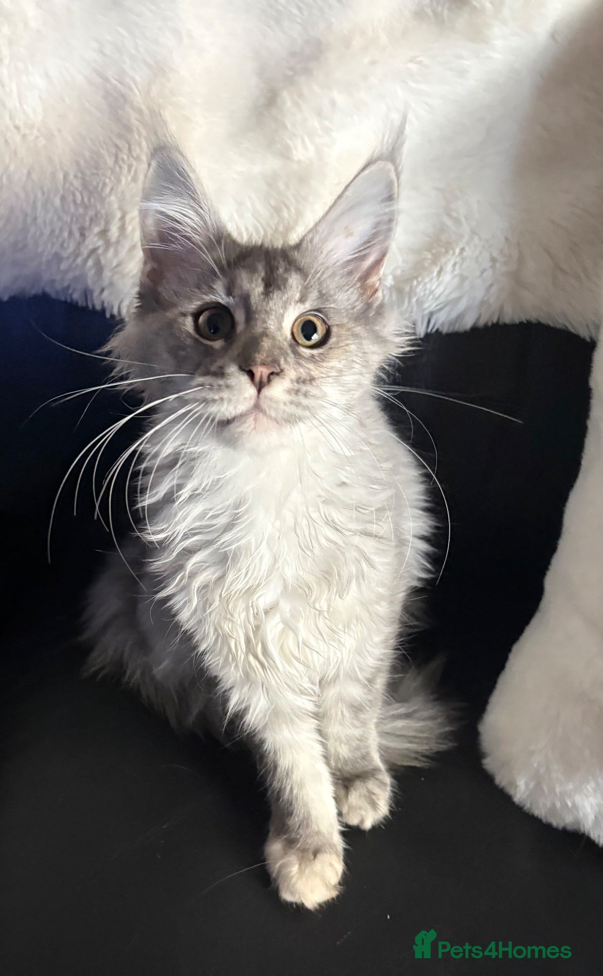 Maine Coon cats GCCF Registered Maine Coons - Advert 1