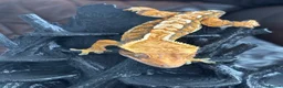Gecko reptiles for sale: Extreme harlequin pinner - Advert 10