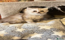 Persian cats for sale: Persian kitten ready to go - Image 13
