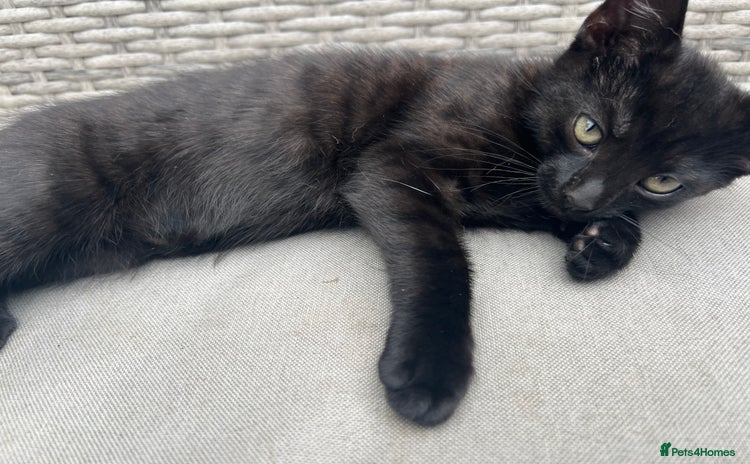 Mixed Breed cats - Advert 3