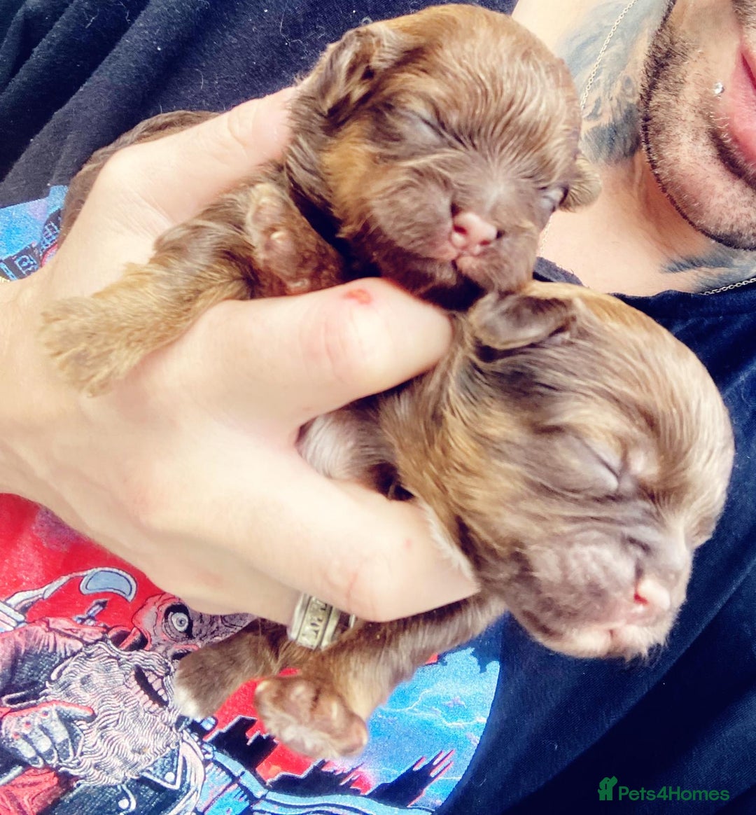 Shihpoo dogs for sale: Read the advert 5 star rated Toy shihpoo puppies - Image 2