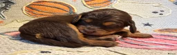 Cavapoochon dogs for sale: Beautiful health tested Cavapoo puppies - Advert 31