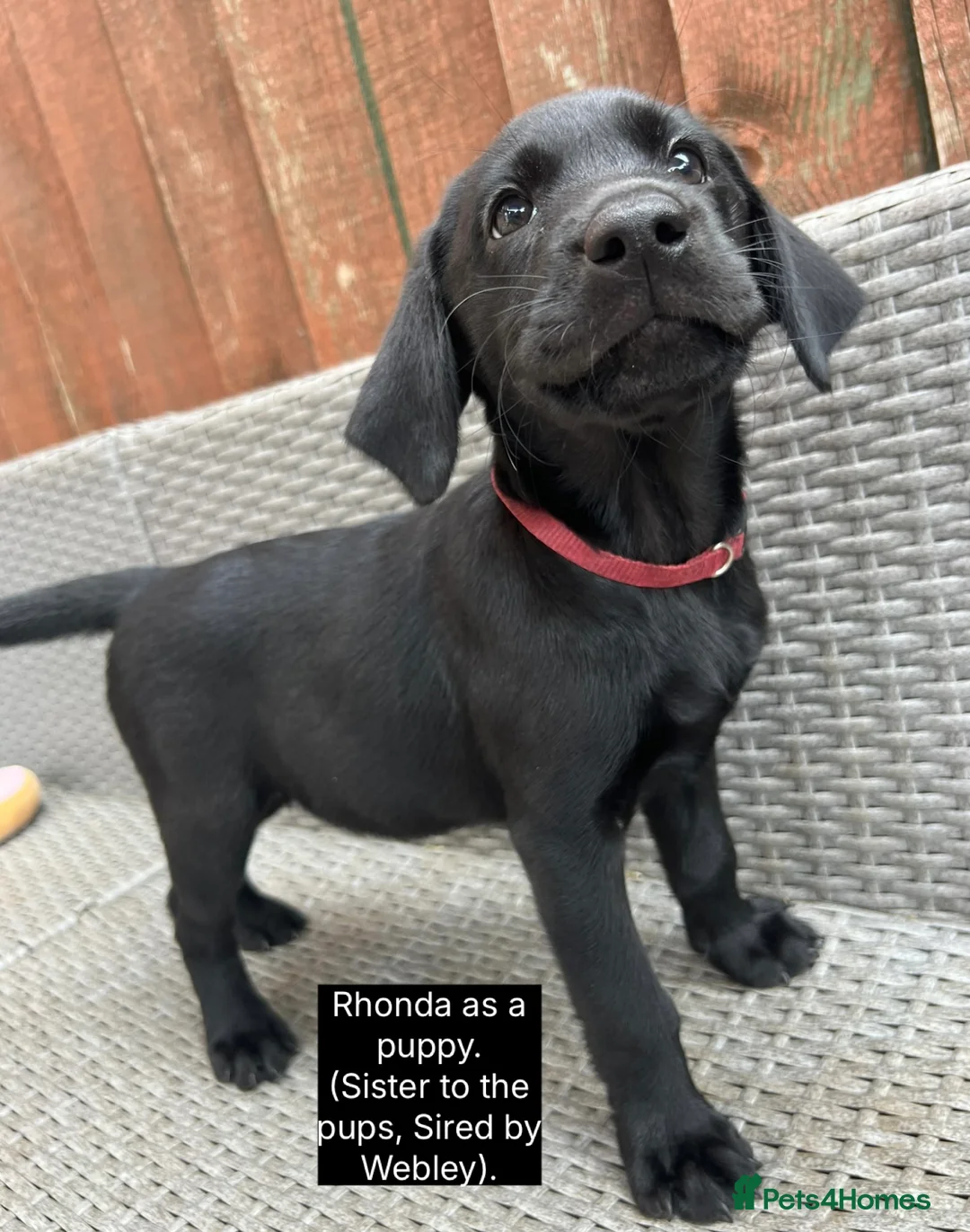 Labrador Retriever dogs for sale: 🖤🤎Superb, Kc Reg, Health Tested, Lab Pups🤎🖤 - Advert 9