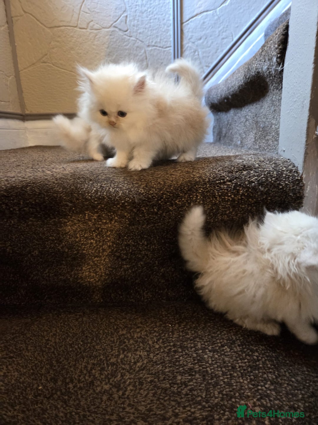 Persian cats for sale: 🌟 Trio of Precious, Purebred Persian Kittens🌟 - Image 20