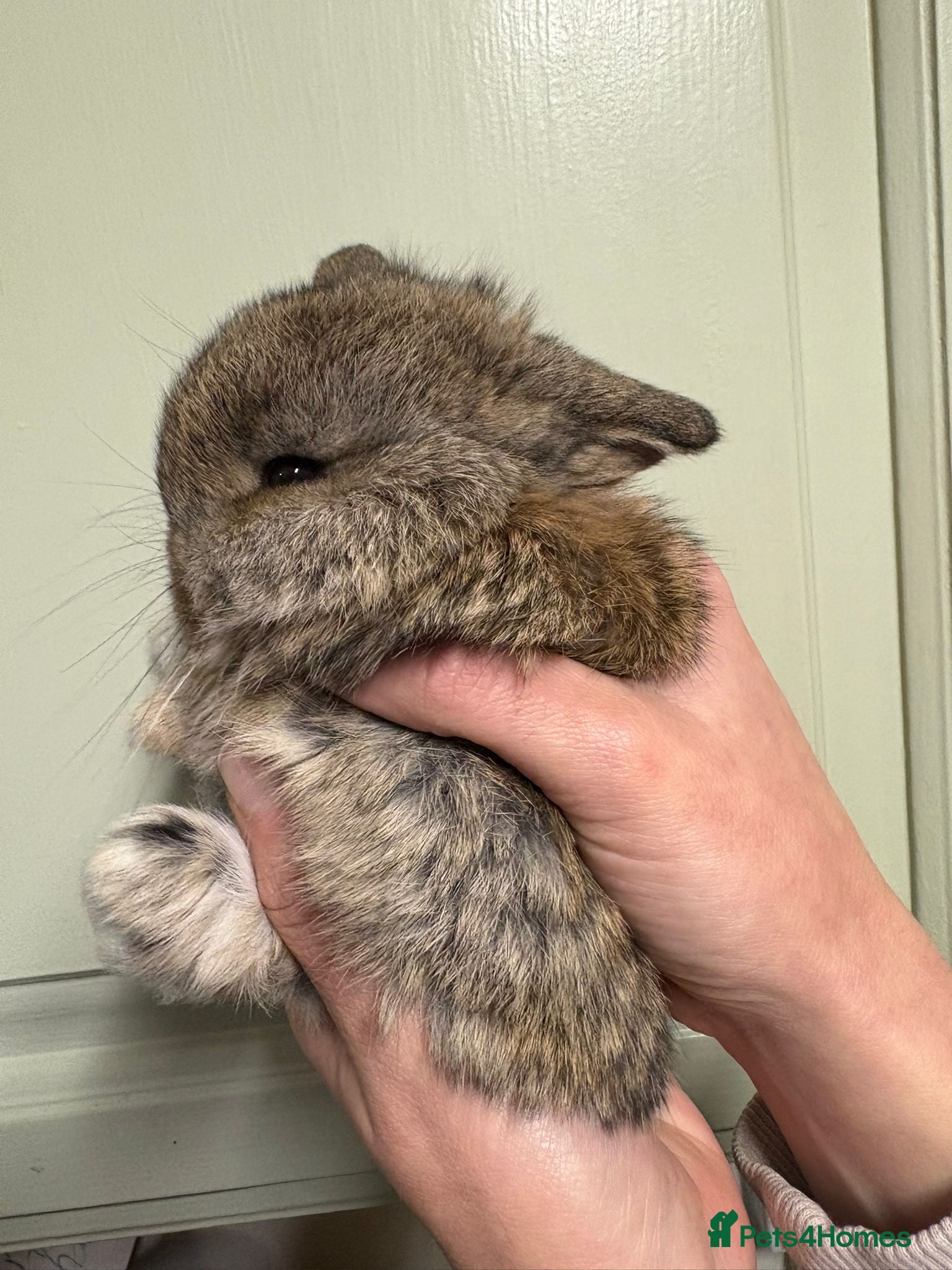 Mini Lop rabbits female mini lop babies - Advert 4