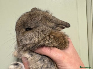 Mini Lop rabbits Two female mini lop babies - Advert 9