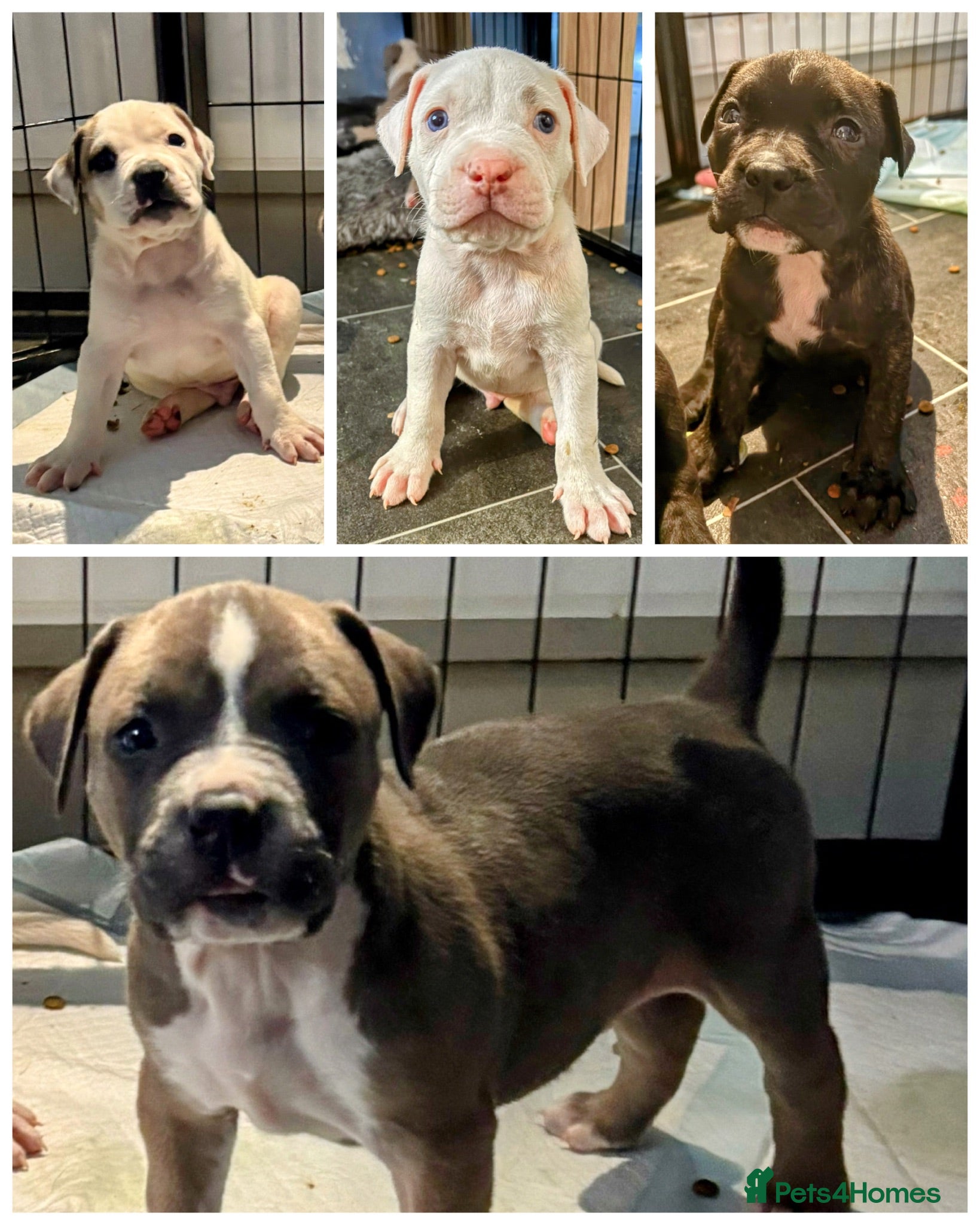 Mixed Breed dogs 4 BOYS REMAINING Cane corso/Ambull/Amstaffpuppies  - Advert 10