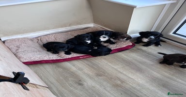 Sprocker dogs - Advert 3