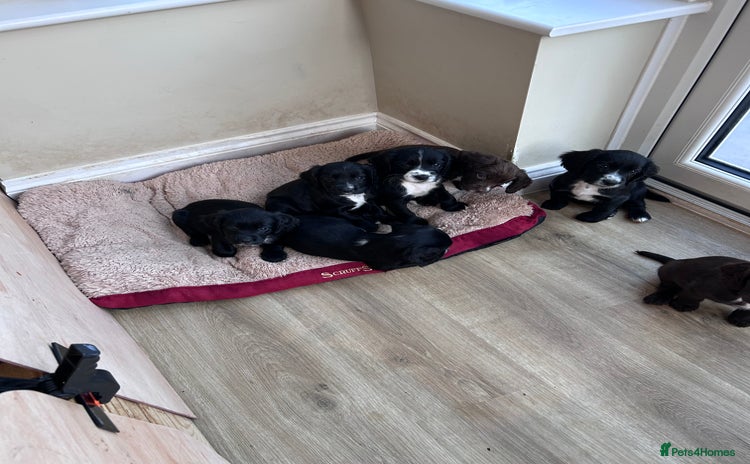 Sprocker dogs - Advert 3