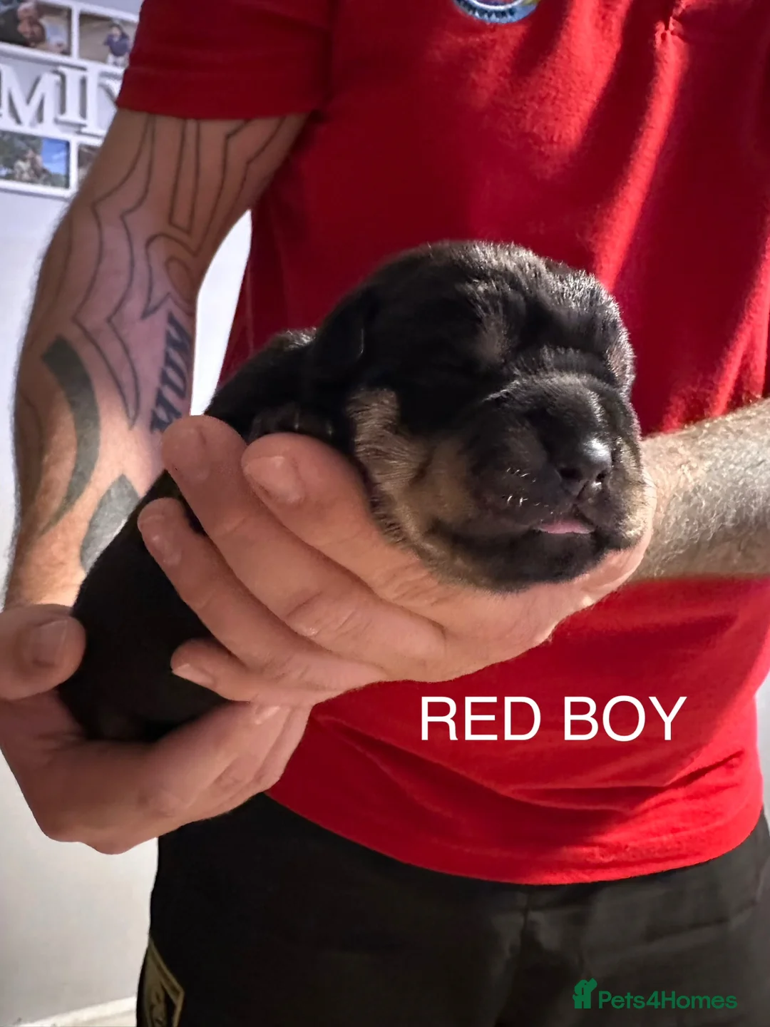 Rottweiler dogs for sale: ONLY ONE BOY LEFT - Advert 39