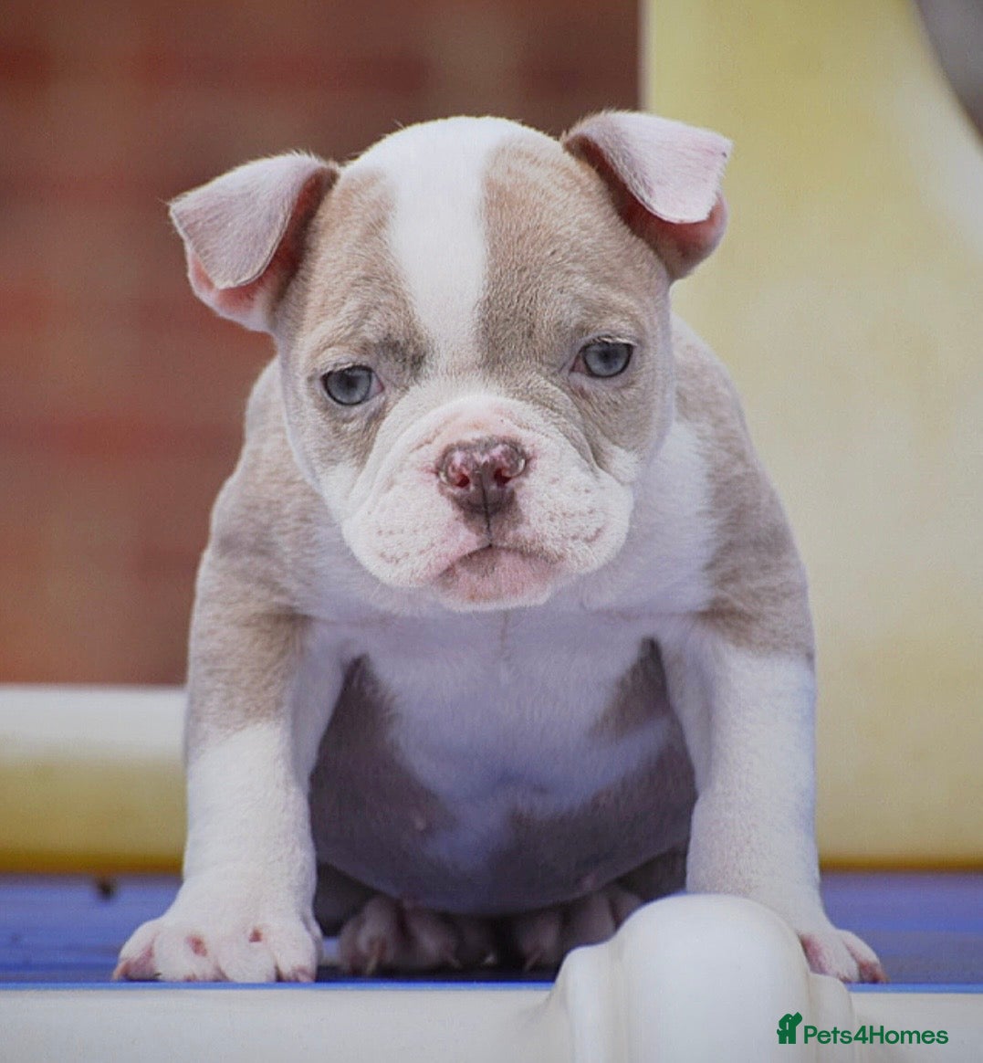 Old Tyme Bulldog dogs 23 YEARS, EXPERIENCE, 5 STAR RATED, LICENSED - Advert 6