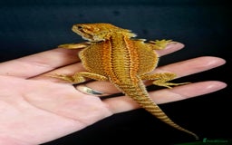 Bearded Dragon reptiles for sale: Pogona vitticeps + vitticeps/Barbata hybrids - Image 22