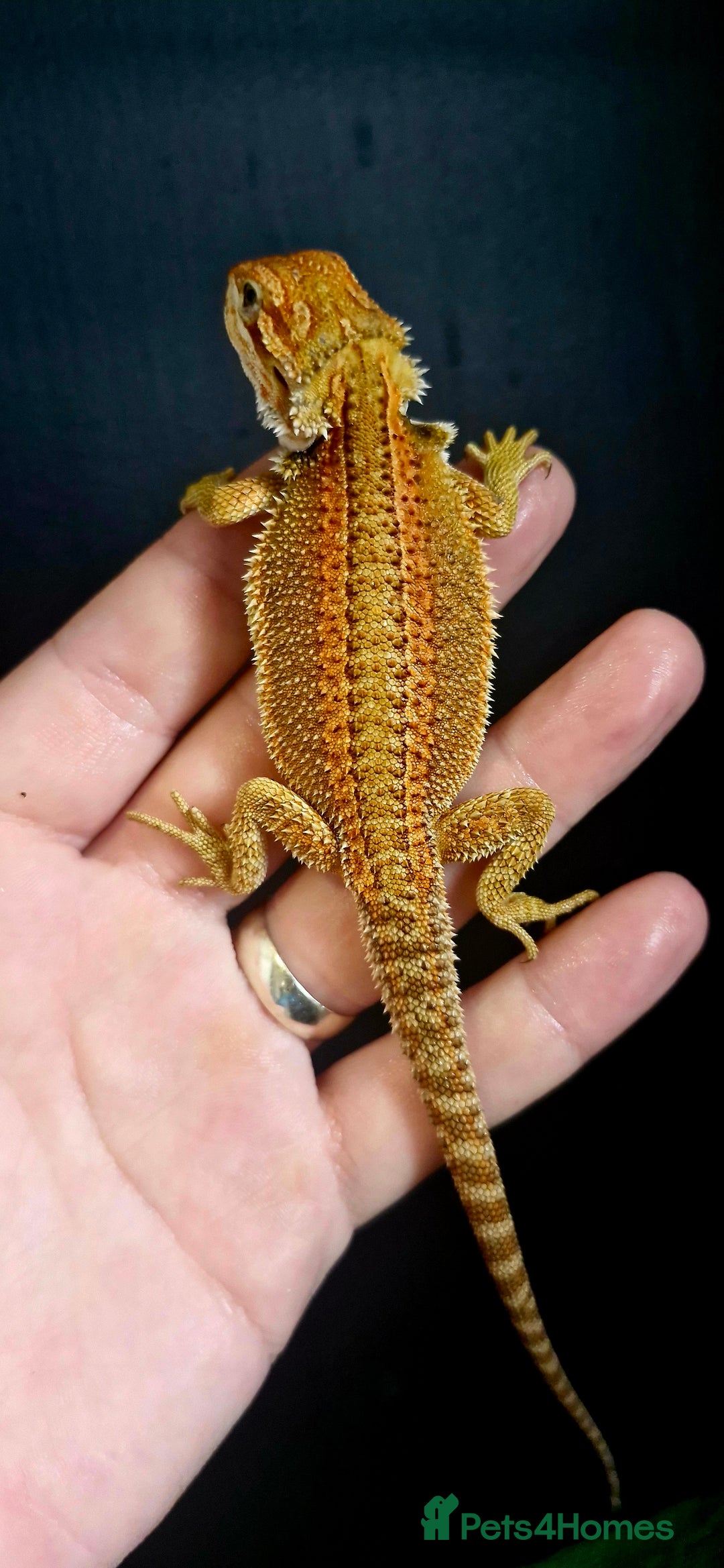 Bearded Dragon reptiles for sale: Pogona vitticeps + vitticeps/Barbata hybrids - Image 22