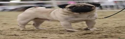 Pug dogs for stud: Quality fawn show pug for stud in Nottingham - Advert 3