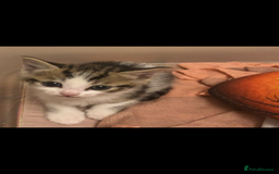 Mixed Breed cats for sale: Kittens 😸 MaineCoon x kittens READY TODAY ❤️😸🐈 - Image 23