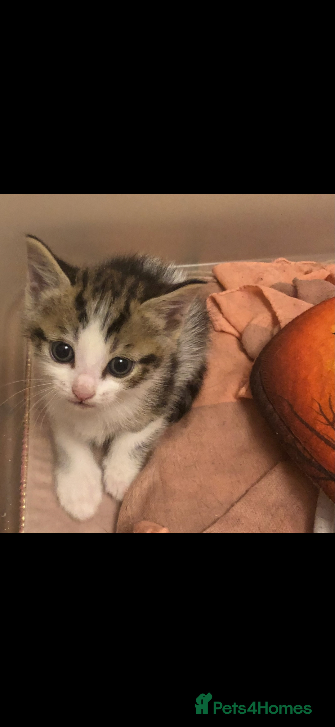 Mixed Breed cats for sale: Kittens 😸 MaineCoon x kittens READY TODAY ❤️😸🐈 - Image 23