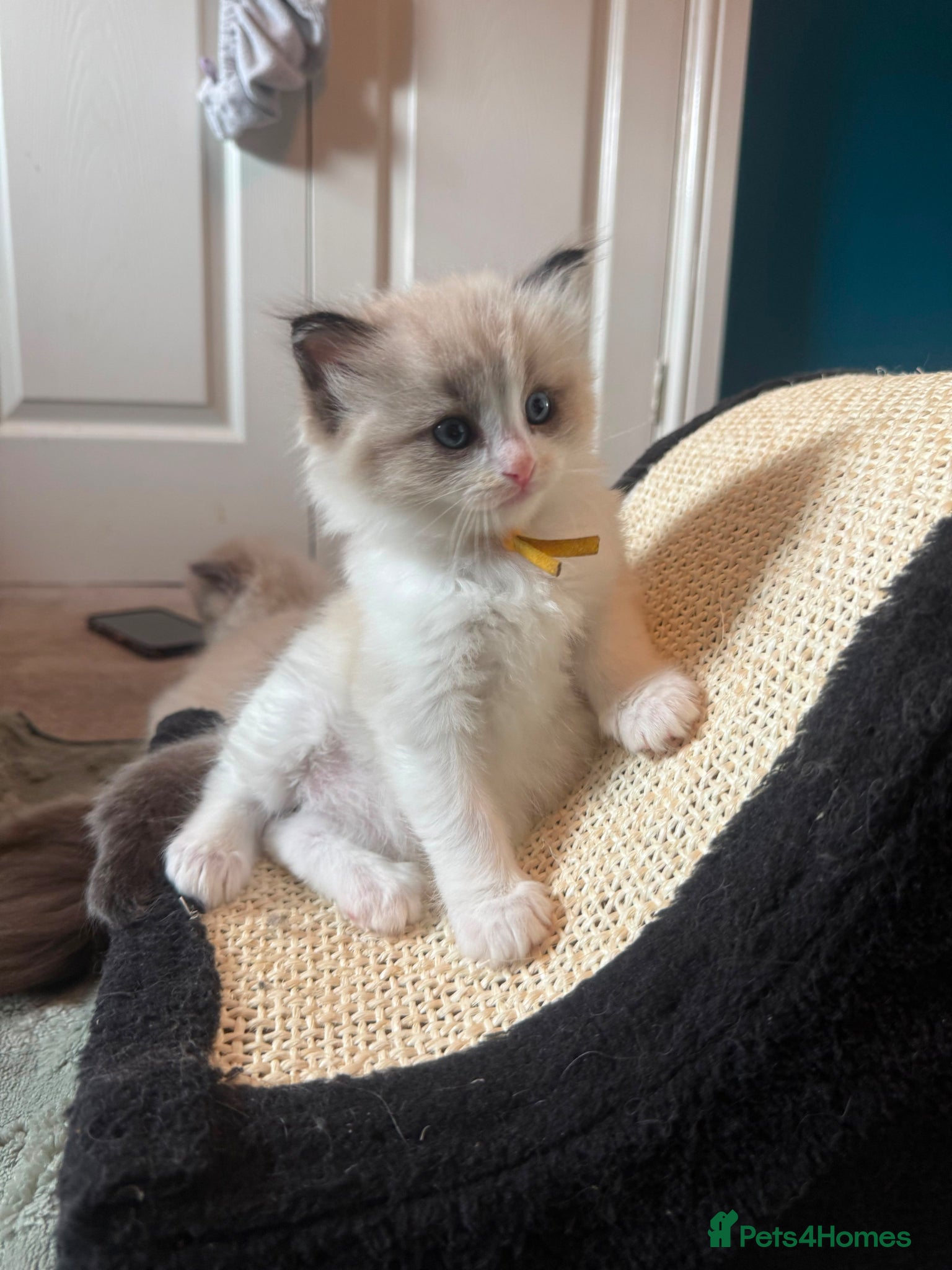 Ragdoll cats CollieKiss Ragdolls – Beautiful TICA Registered - Advert 2