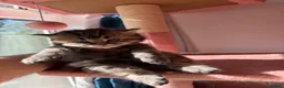 British Longhair cats for sale: gorgeous kittens Looking for a lovely home - Advert 8