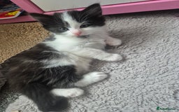 Mixed Breed cats for sale: 4 black and white kittens - Image 20
