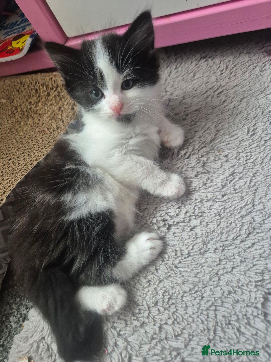 Mixed Breed cats for sale: 4 black and white kittens - Image 20
