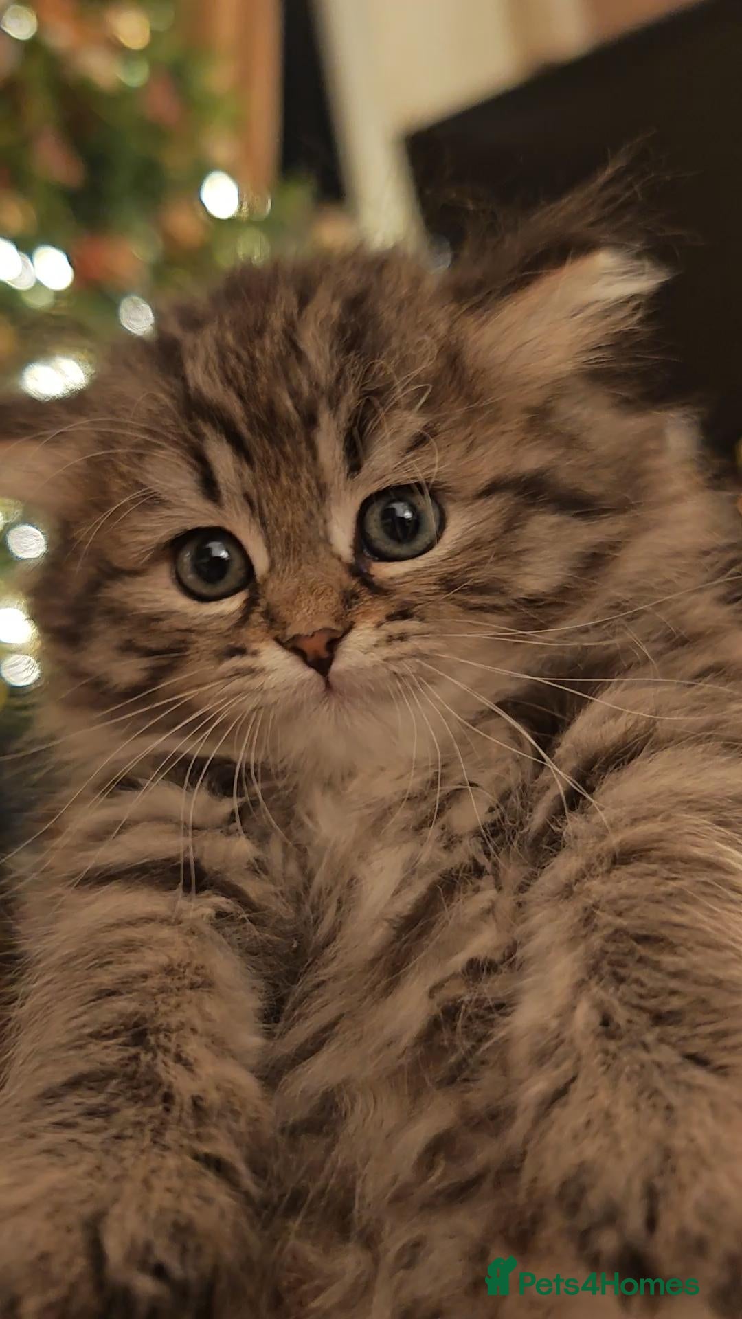 Siberian cats Siberian GCCFxGolden Chinchilla GCCF - Advert 1