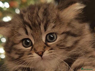 Siberian cats Siberian GCCFxGolden Chinchilla GCCF - Advert 2