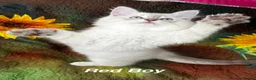 Siberian cats for sale: ❤️6 Beautiful Neva Masquerade x Ragdoll Kittens ❤️ - Advert 19