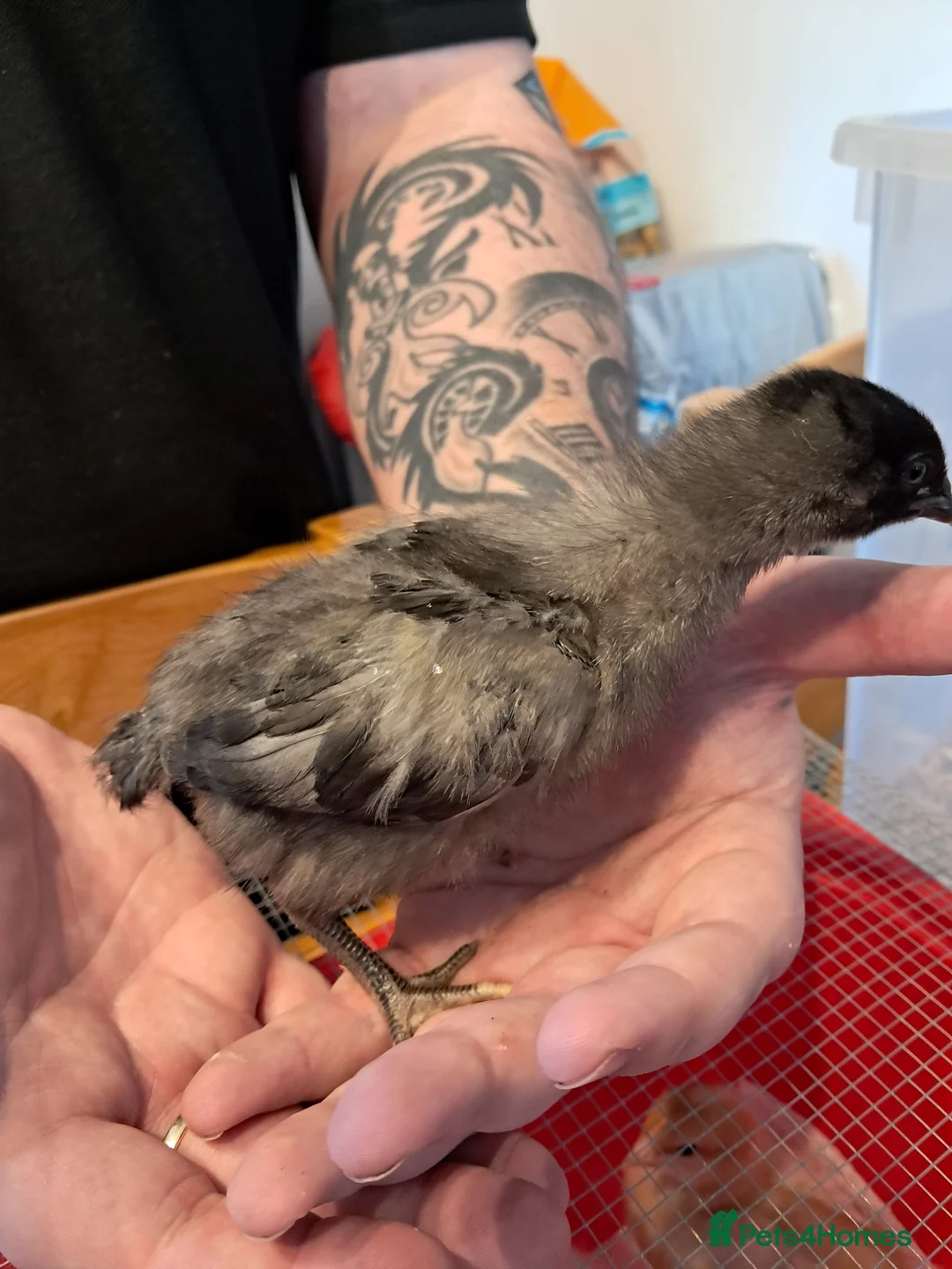 Mixed Breed birds for sale: Baby chicks - Mixed breeds  in Hitchin - Advert 17