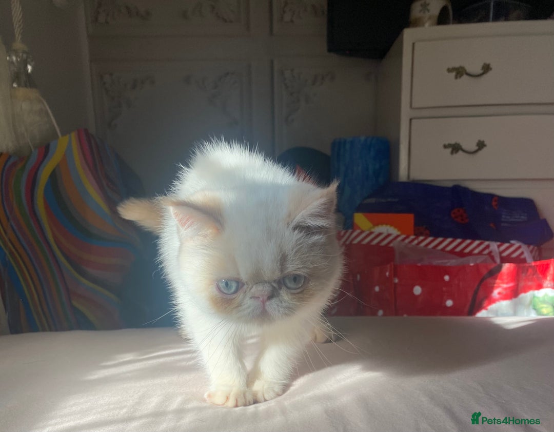 Exotic cats for sale: Flame point colour point  - Image 4
