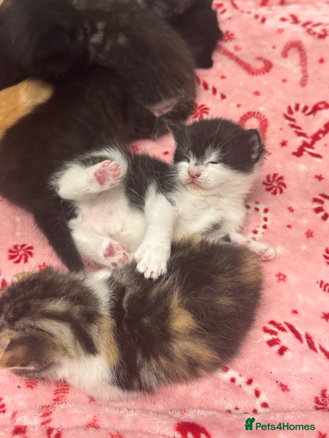 British Shorthair cats for sale: Beautiful fluffy kittens  - Advert 11