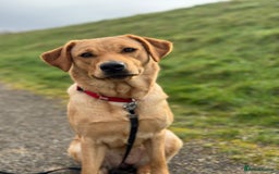 Labrador Retriever dogs for sale: Labrador retriever  - Image 3