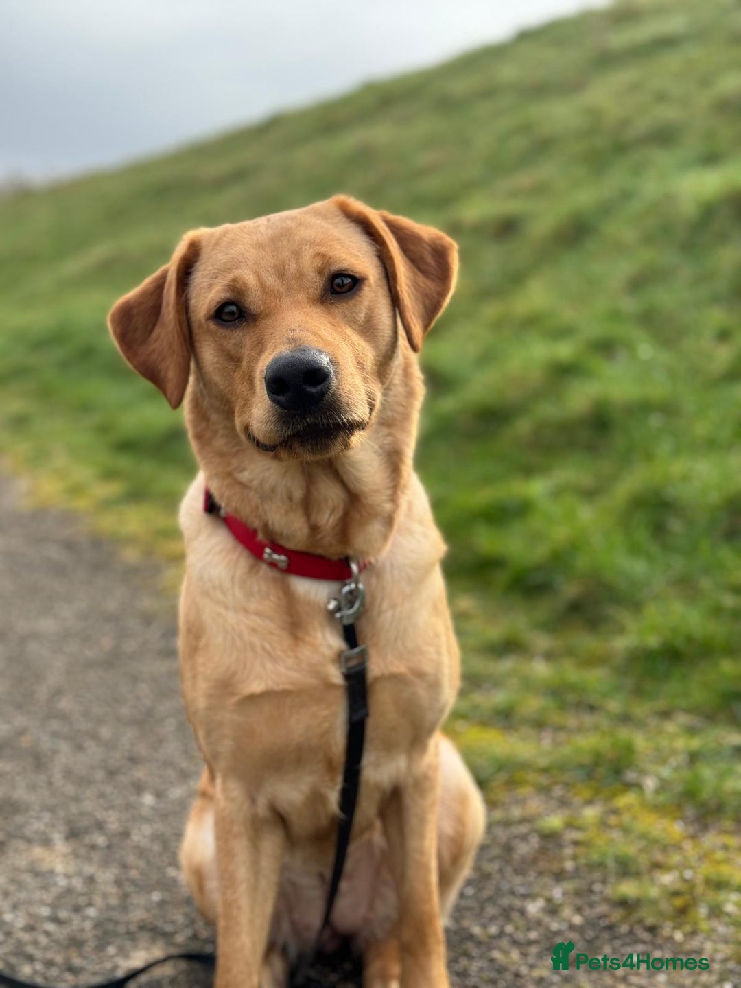 Labrador Retriever dogs for sale: Labrador retriever  - Image 3
