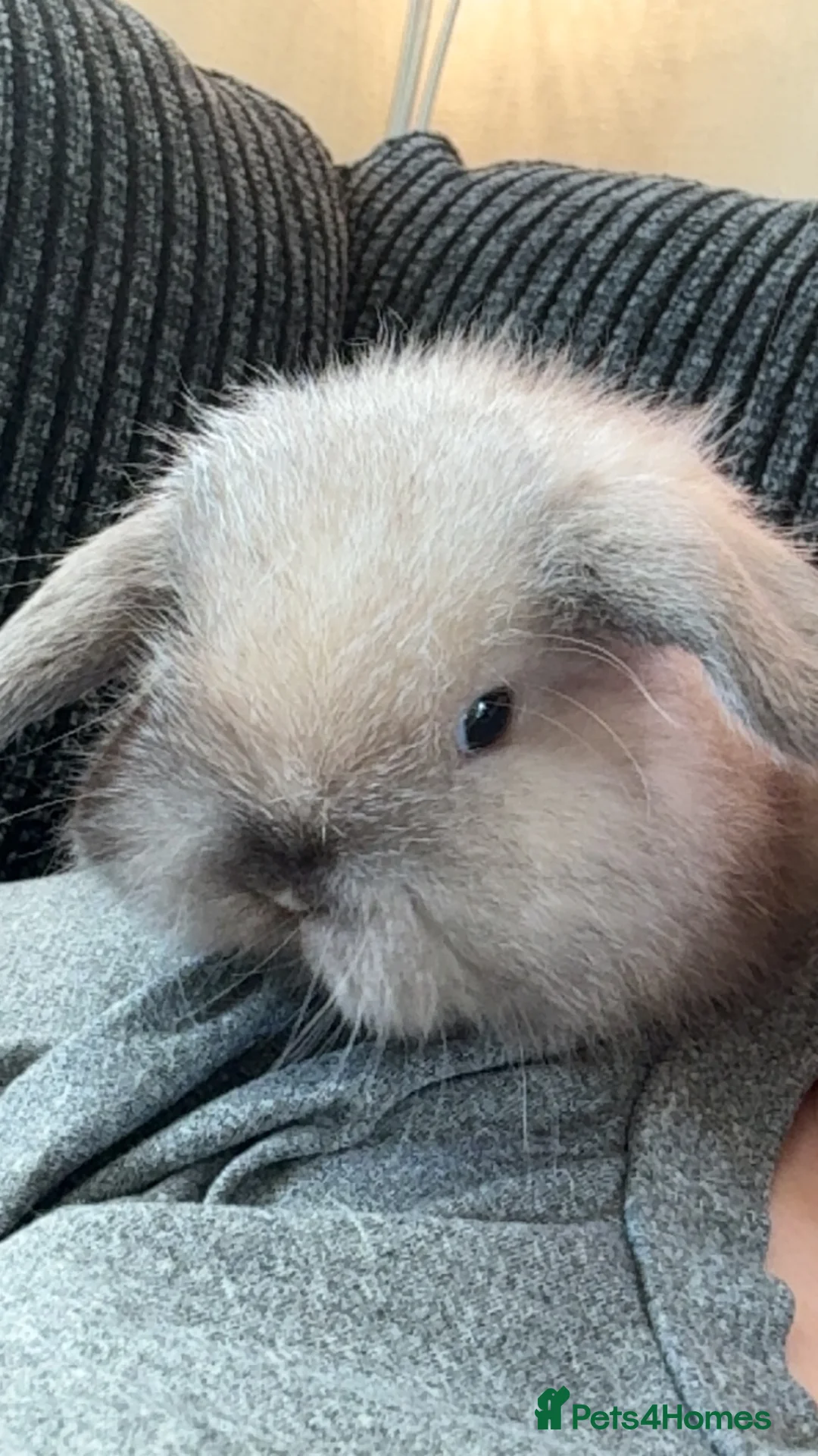 Mini Lop rabbits for sale: Beautiful mini lop rabbits  - Advert 1