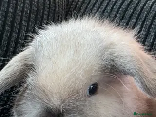 Mini Lop rabbits Beautiful mini lop rabbits - Advert 1