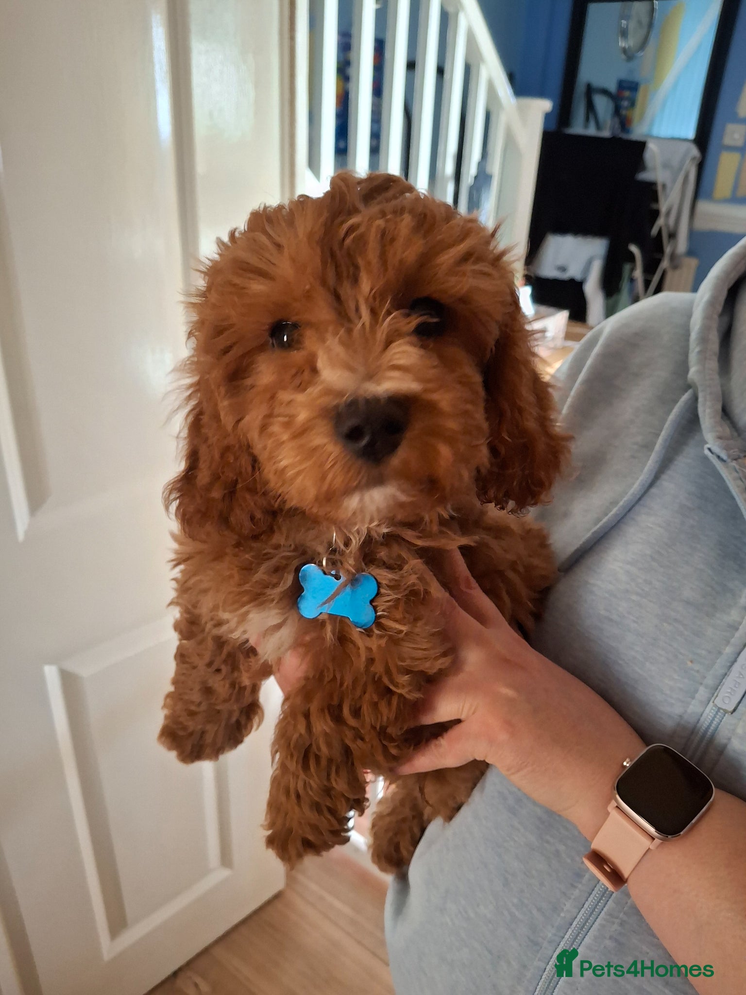 Cavapoochon dogs Male Cavapoochon (12 weeks 4 days) - Advert 1