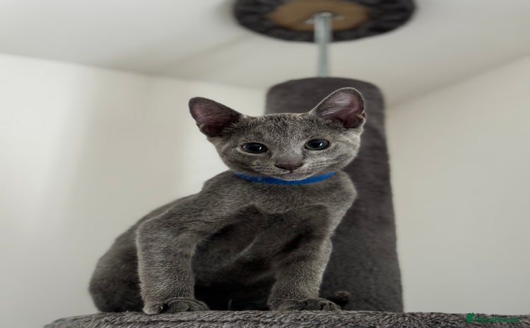 Russian Blue cats - Advert 1